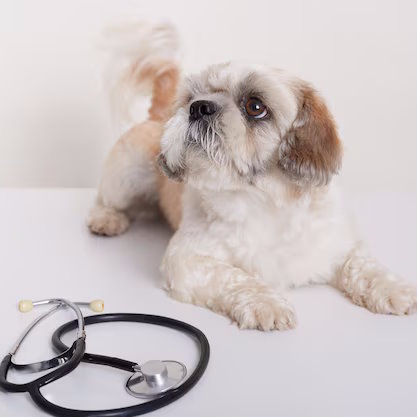 Розтин абсцесу, гематоми та дренування у Vet+Klinika