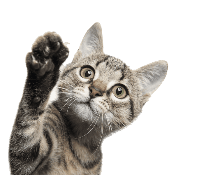 Стоматологія